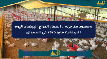 «صعود مفاجئ».. أسعار الفراخ البيضاء اليوم الأربعاء 7 مايو 2025 في الأسواق